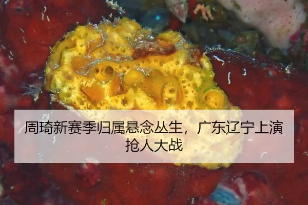 zhou-qi-xin-sai-ji-gui-shu-xuan-nian-cong-sheng-guang-dong-liao-ning-shang-yan-qiang-ren-da-zhan-3-506.jpg
